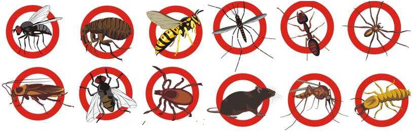 Pest Control – how to be green and clean when controlling pests